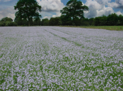 field of flax